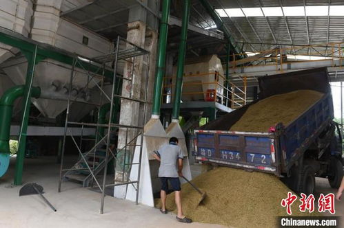 廣西啟動“百萬農機促雙搶”活動，早稻機收面積突破822萬畝，農機服務成效顯著